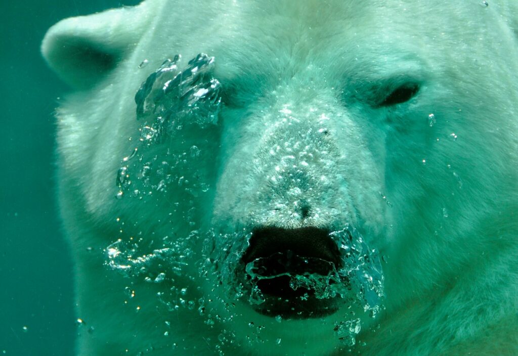 polar bear, bear, breath