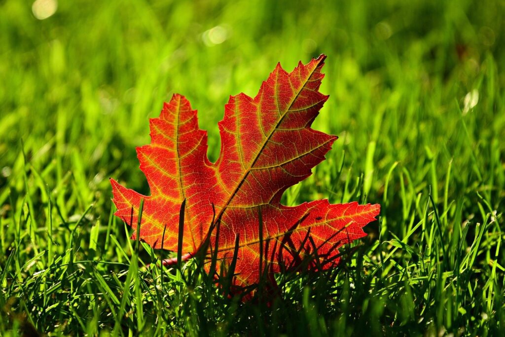 maple leaf, fall, leave